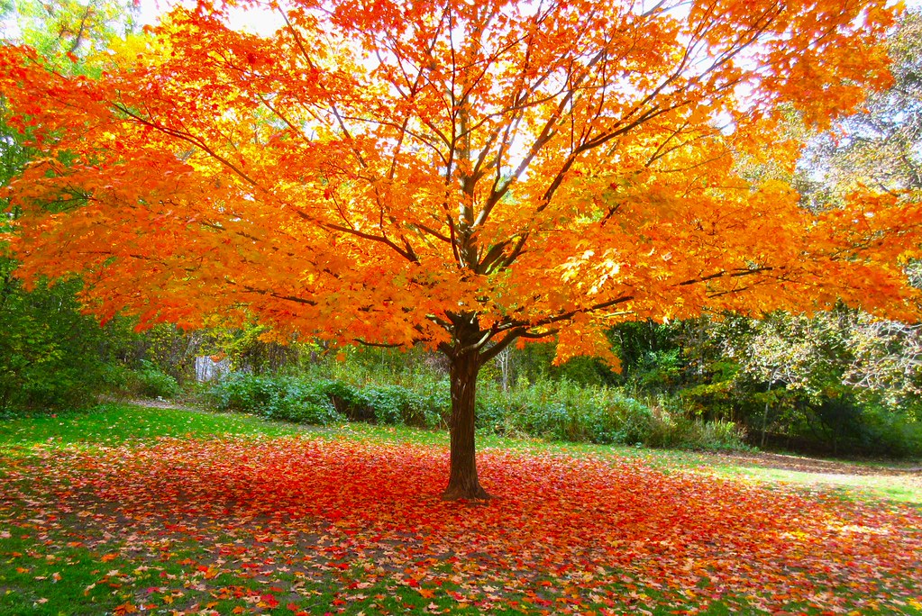 A single orange maple spreads over a lawn covered in its own red and orange leaves.