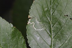 Himbeer-Zwergmotte (Stigmella splendidissimella)