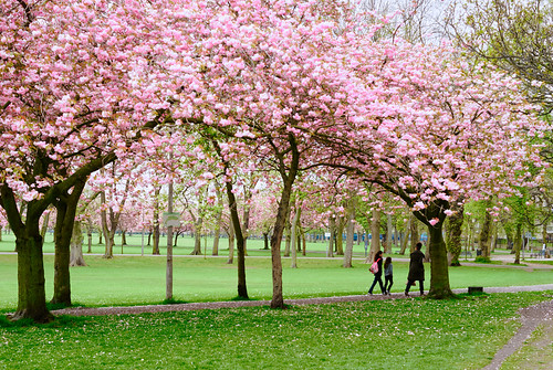 Edinburgh Meadows (explored) | by -Evgeni-