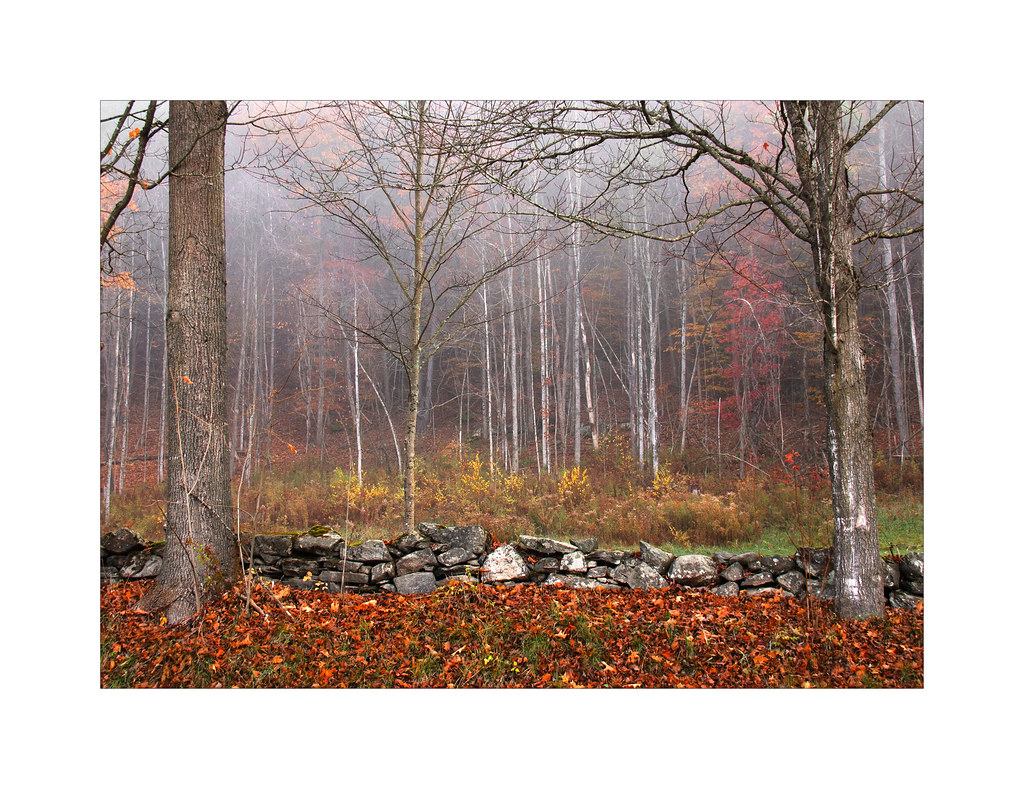 Fallen orange leaves before a stone wall, and a misty wood of bare birches with one red maple left.