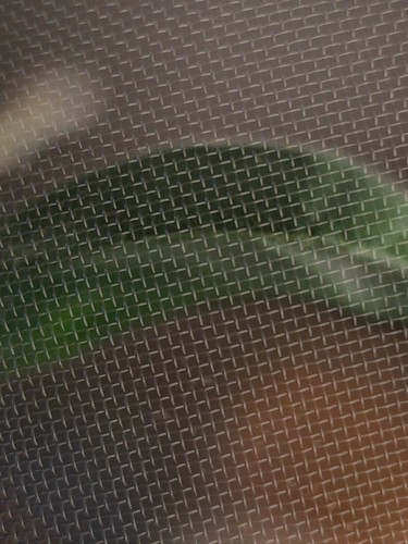 Mesh. | by jfmtino