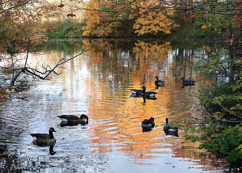 Fall reflections | by amy.lesley96