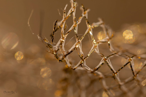 Mesh for Macro Mondays | by RvR fotografie