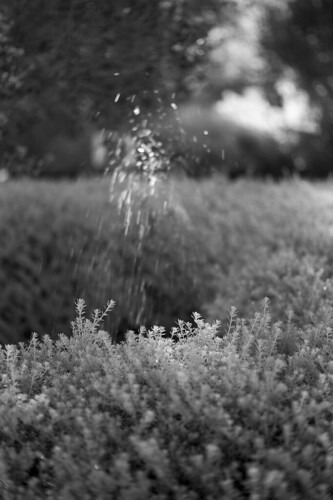 11-2025-Rollei-IR-400-08