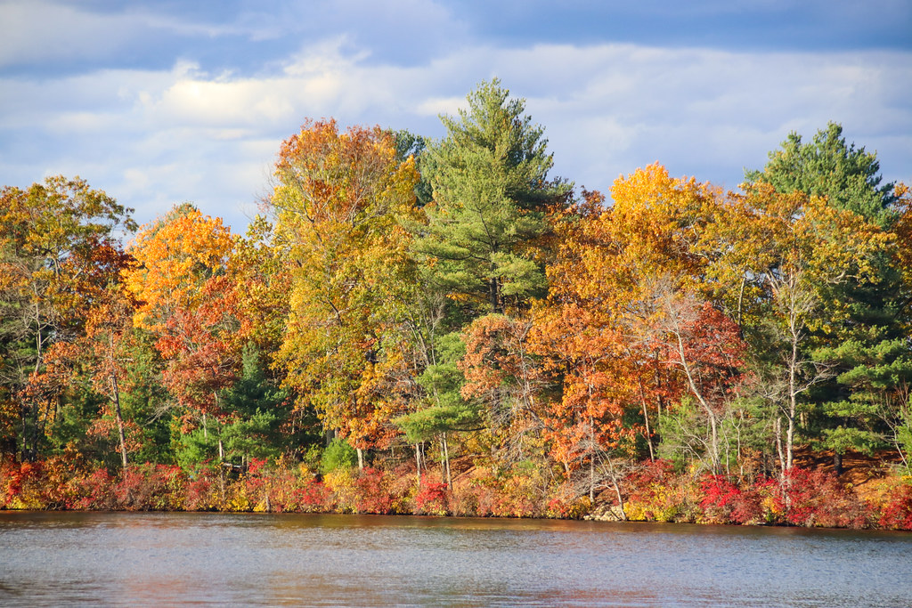Maples and oaks in orange, gold and red stand among white pines over a band of scarlet shrubs at the water's edge.