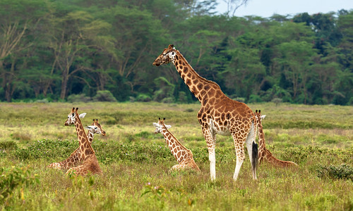 Nakuru NP, Giraffe with "kindergarden"