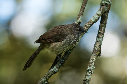 Arrow-marked Babbler (Turdoides jardineii)