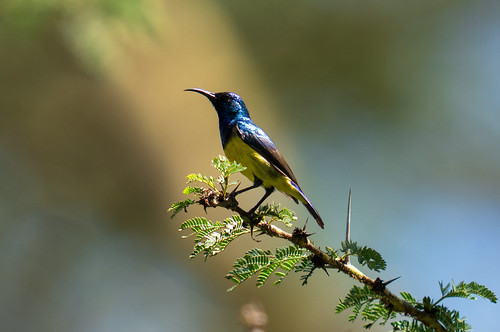 Collared or Variable Sunbird?