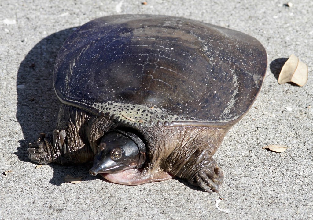 IMG_6193.jpg_American Soft Shell Turtle. | All Rights Reserv… | lada ...