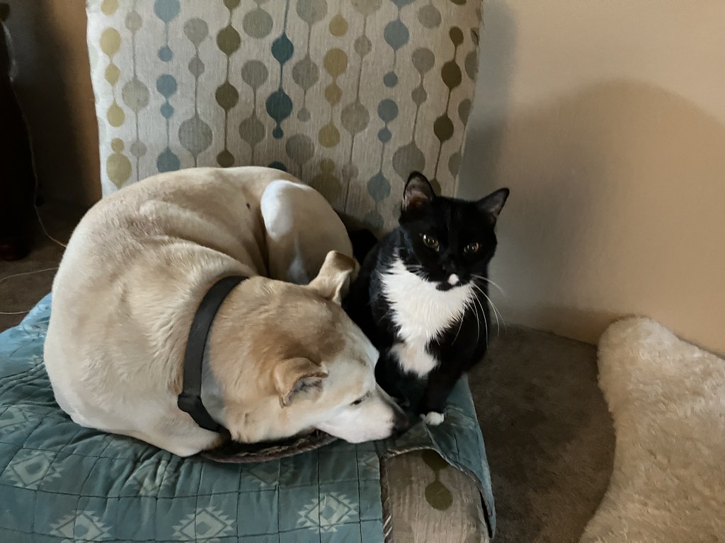 Bodey & Clovis | Their morning routine | John T | Flickr