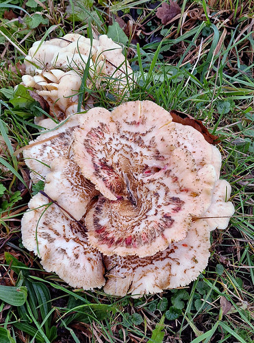“Forest Rosette Fungus”, Netherlands. | by capelleaandenijssel