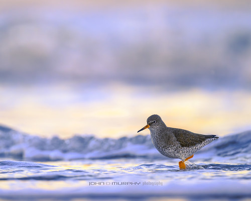 Redshank in the blue hour. | by John David Murphy