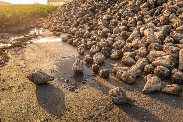 Large pile of sugar beets on a farm yard