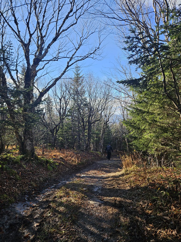 A hiker walks a sunny trail between bare birches and dark spruce, with brown leaves and dry ferns on the ground.