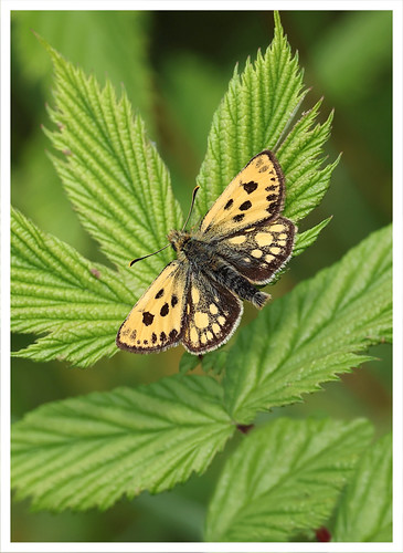 Northern Chequered Skipper (M) | by Mark S Searle