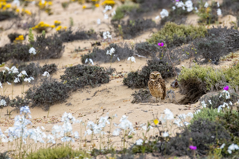 There were two - its burrow is just to the right of it.