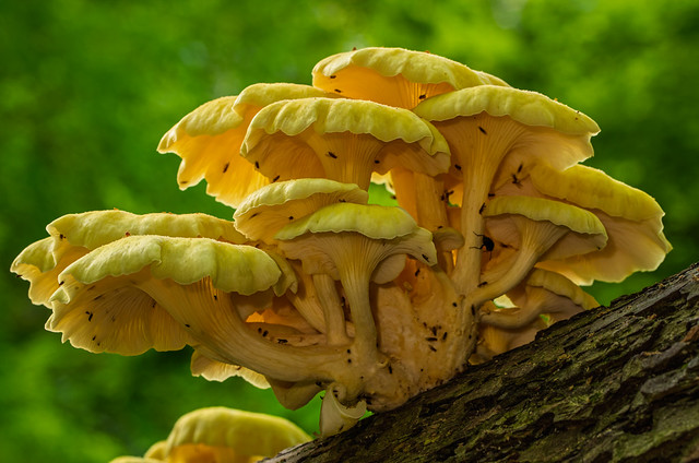 Under Golden Oysters