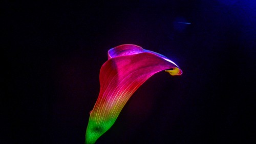 Calla | by manni0656