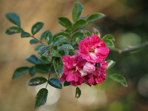 Day 339/365 | This old rambling rose is still blooming despi… | Flickr