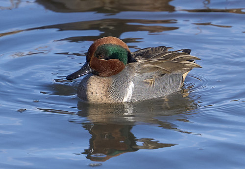 Green-winged Teal | by Bill.Thompson