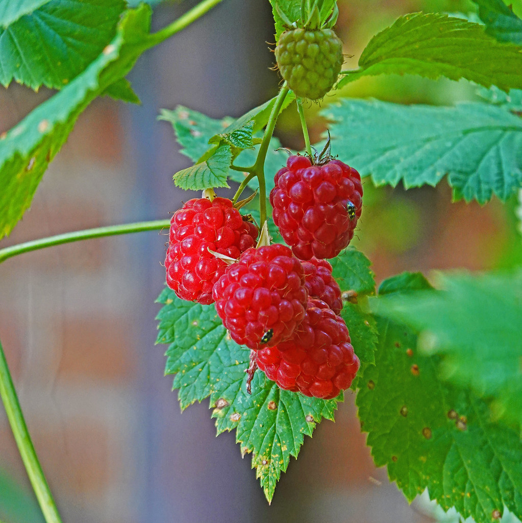 Raspberry Flickr delicious raspberries | Fritz | Flickr