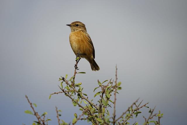 Stonechat