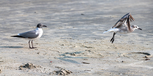2gulls | by ChesleyMN