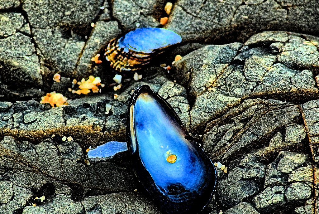 Blue on Gray (Explored) | Mussel shells on gray rock at Fitz… | Flickr