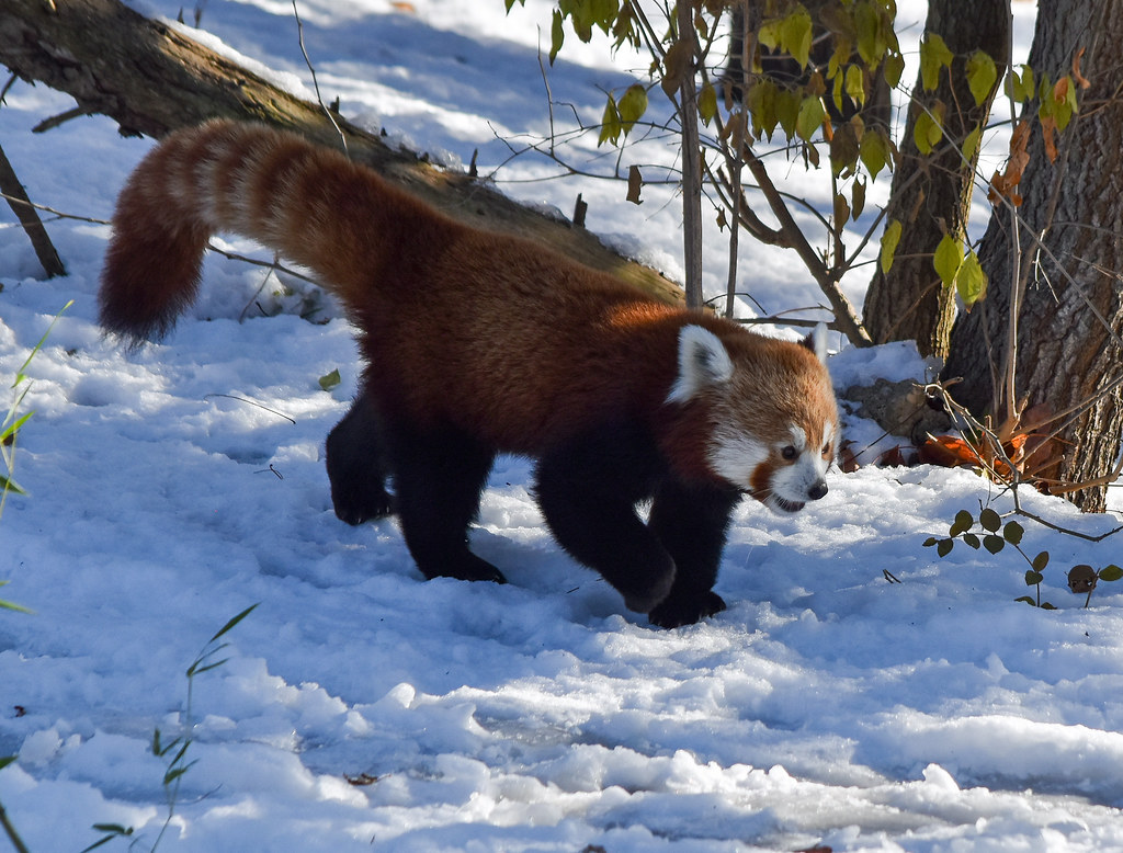 Red Panda | Ginger | Liger 77 (R. Lewis) | Flickr