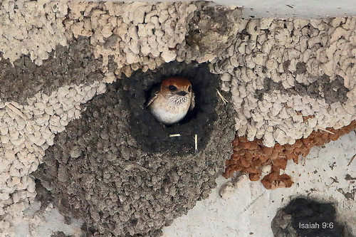 Peeking Out | by DaveSPN