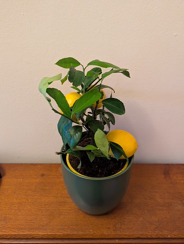 350/365 Lemon Meyer