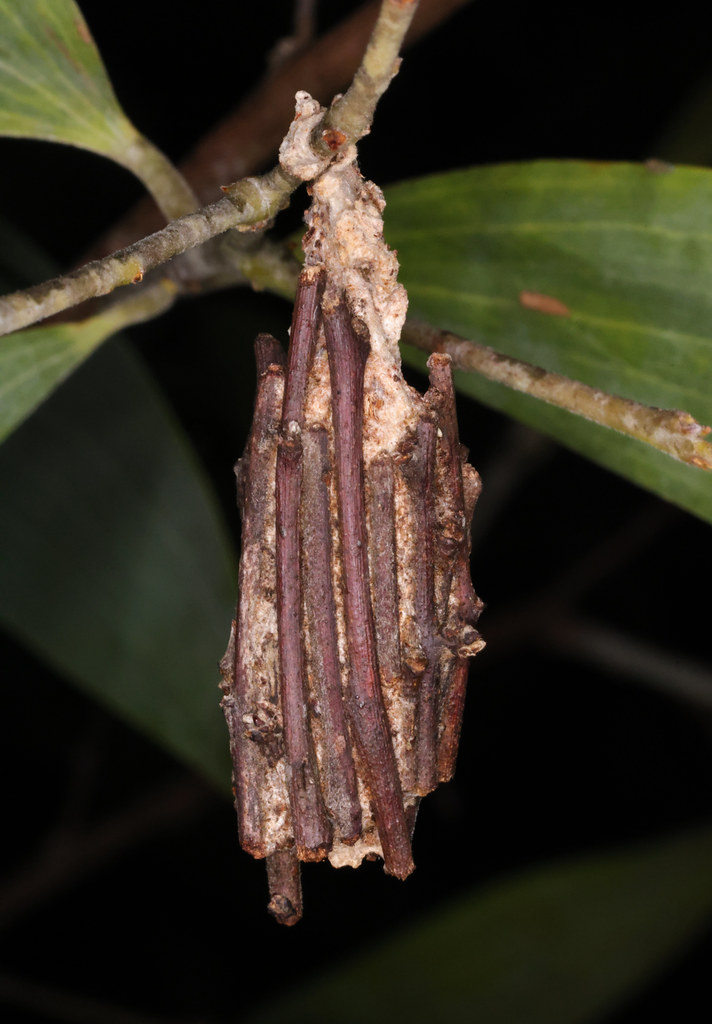 Shrubb Insect Insect cocoon in shrub at Fogg Dam Conservation Reserve, 4… | Flickr