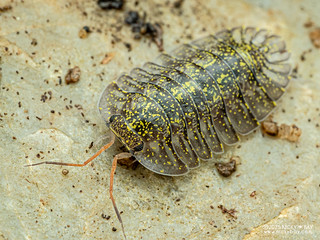 Woodlouse "Green Spot" (Troglodillo sp.) - PC178249