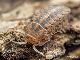 Woodlouse "Godzilla" (Spherillo sp.) - PC178367