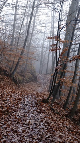 Forest and Fog | by lylianmartin73
