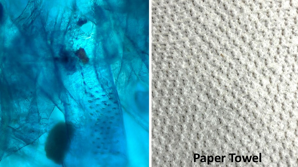 Paper towel fragment - Slide contaminant
