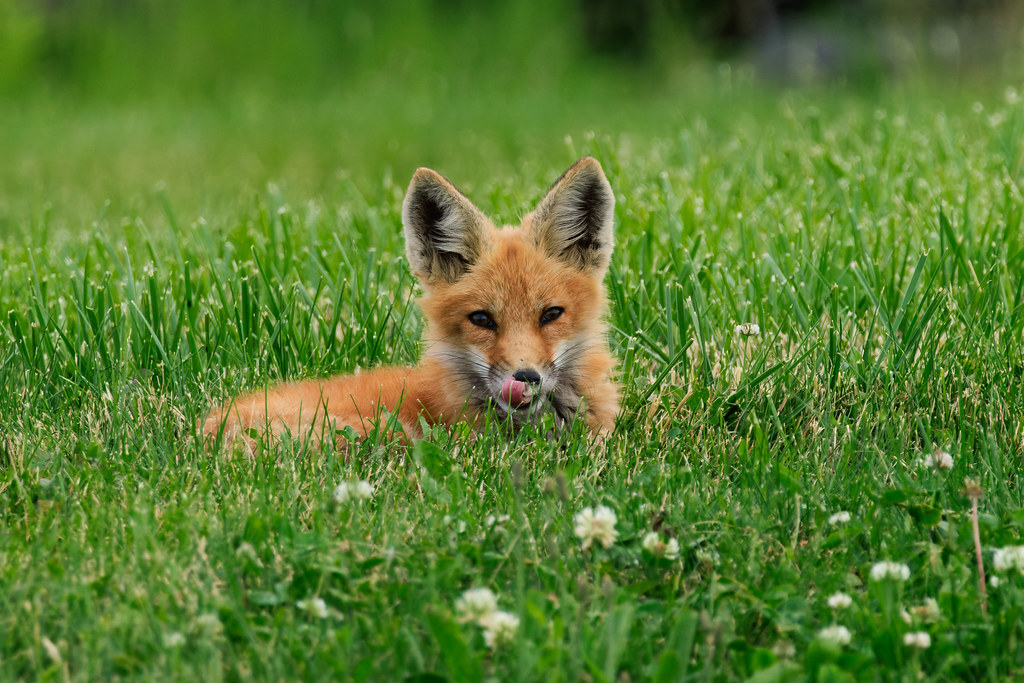 Spring Time Foxes Spring time fox kit!!! | scott'swildlife | Flickr