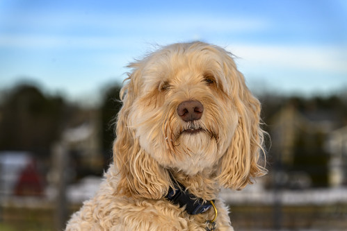 Joey, splendid doodle | by donovan_terry