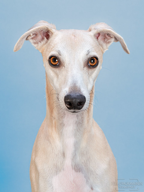 Rudi - whippet - A7C11653-edit