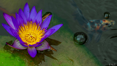 Tropical Water Lily