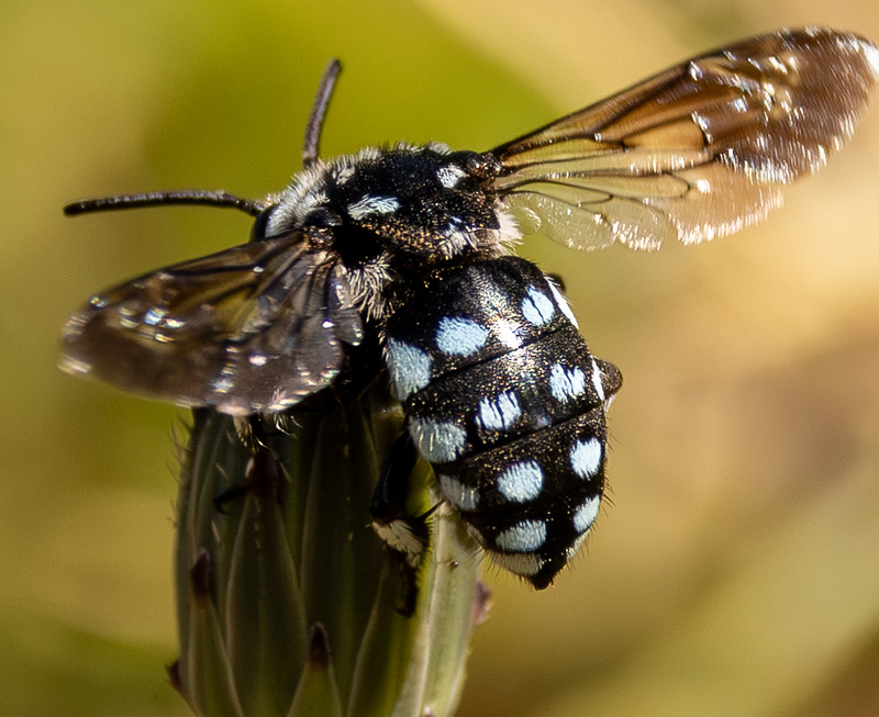 Insects and Spiders | Flickr