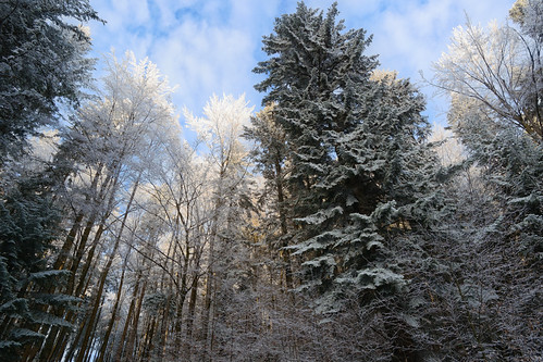 Mountain forest on a sunny winter day