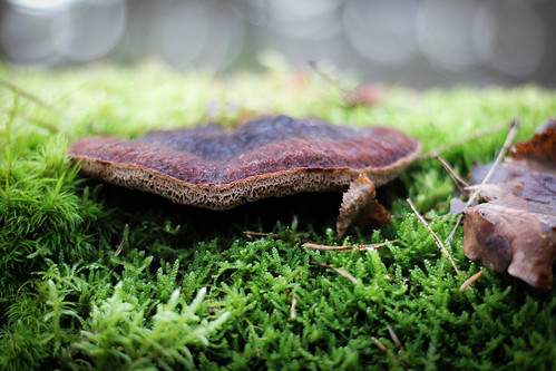 Silent Forest Dweller | by geitzrik