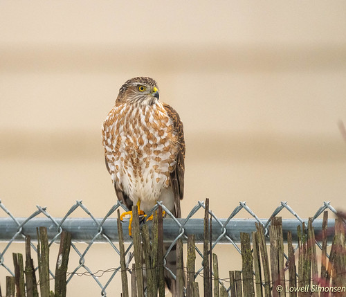 Sitting and Looking | by lowellsimonsen