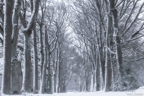 Winter trees