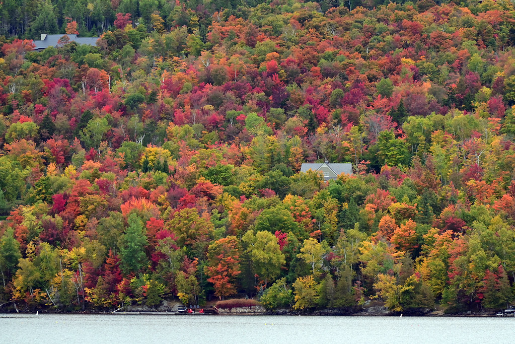 A shore hillside dense with red, magenta, orange and green crowns, two houses tucked among them above the lake.