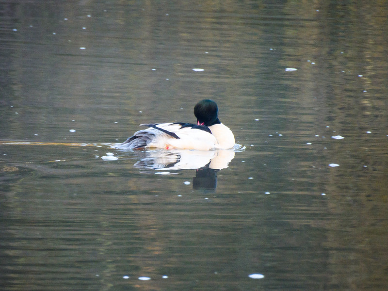 Goosanders on the river, Boxing Day, Shrewsbury