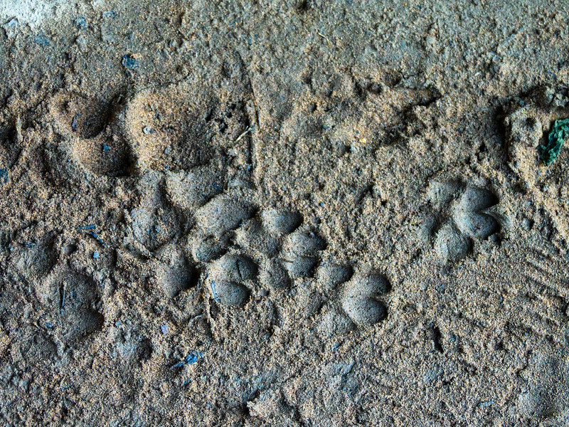 Mysterious footprints, English Bridge