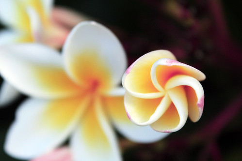 Sweet Miracles | by christian.in.nature