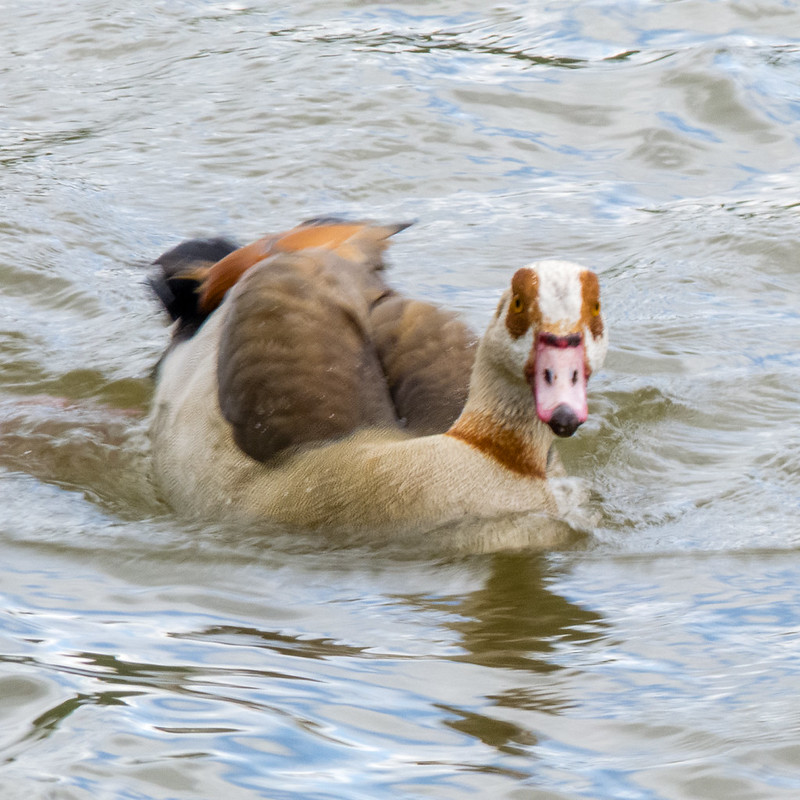 Paradise shelduck, River Rhine, Oberwesel